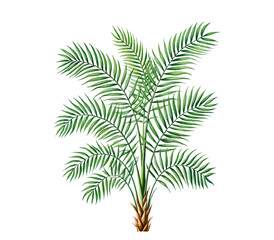Lush Green Palm Tree Isolated PNG on Transparent Background