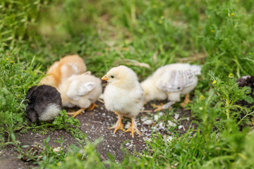 Group of Baby Chicks in Green Grass