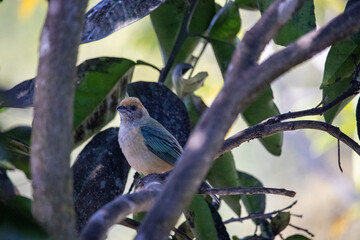 Stilpnia cayana, popularly known as the yellow tanager, yellow tanager or green-winged tanager, is a passerine bird of the Fringillidae family.