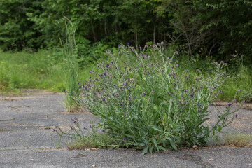 A lush bush with many purple-blue flowers, sprouting right from a crack in the old asphalt. The...