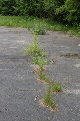 A crack in the asphalt surface, from which various plants grow. The background is occupied by dense...