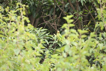 Bird on tree