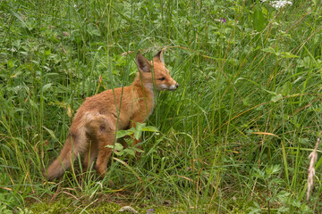 A red fox cub standing in thick green grass. The fox cub is looking to the right of the frame, its profile is clearly visible. The overall view creates the impression of wild nature.
