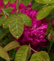 A deep purple-pink or fuchsia rose flower. The rose petals are covered with numerous transparent water drops, giving it a fresh look.

