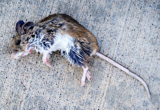 Closeup of a Dead Mouse Body on Concrete