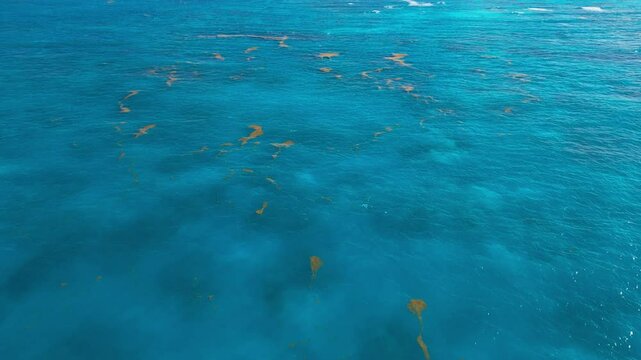 Turquoise Atlantic Ocean with small patches of sargassum seaweed. Aerial view