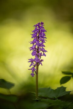 M&auml;nnliches Knabenkraut