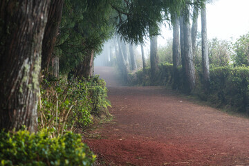 Red Earth Forest Trail Through Dense Woodland Fog