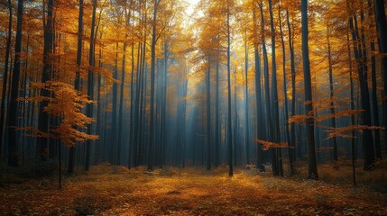 Obraz premium Sunbeams pierce misty autumn forest, illuminating golden leaves and tall trees.