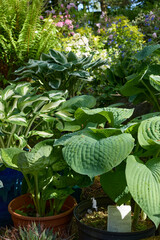 In June, a bank of pot grown Hostas adding colour to the North Yorkshire smallholding garden at 900ft