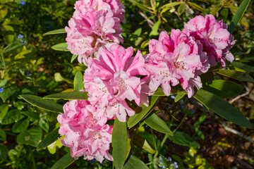 Rhododendron in full bloom on the North Yorkshire smallholding in June at 900ft