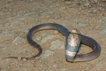 Closeup of a wild Mozambique Spitting Cobra (Naja mossambica) displaying its signature defensive...