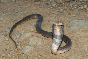 Closeup of a wild Mozambique Spitting Cobra (Naja mossambica) displaying its signature defensive...