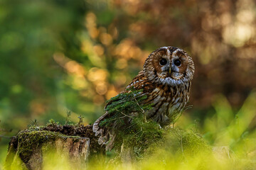 old tawny owl (Strix aluco) in the colourful forest