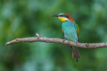 The male European bee-eater (Merops apiaster) in the natural landscape on a stick