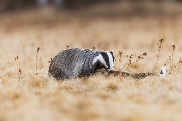 European badger (Meles meles) found dead prey in a natural landscape © michal