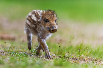 little wild boar (Sus scrofa) looking for something to eat in the grass