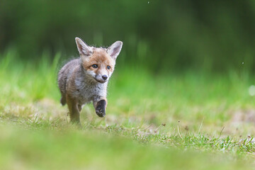 little young red fox (Vulpes vulpes) detail of a wild cub in a natural landscape