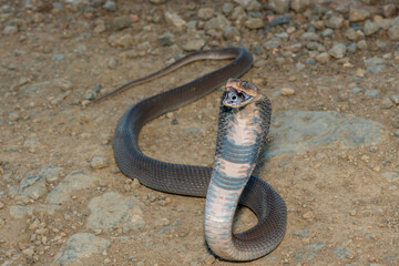 Closeup of a wild Mozambique Spitting Cobra (Naja mossambica) displaying its signature defensive...