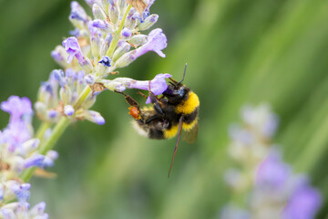 Dunkle Erdhummel (Bombus terrestris) an einer Lavedelblüte 