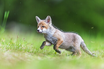little young red fox (Vulpes vulpes) cute wild cub in natural landscape