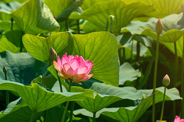 beautiful pink lotus bloomed in the lake this morning