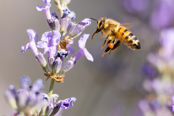 Westliche Honigbiene (Apis mellifera) im Anflug auf die Blüten von Lavendel, der Bienenrüssel ist gut sichtbar 
