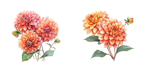 dahlia flowers watercolor vector illustration