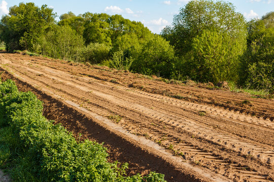 A dirt road runs along the field, having been levelled by a tractor