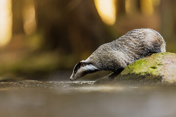European badger (Meles meles) in the natural landscape to drink © michal