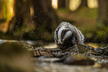 European badger (Meles meles) practicing a healthy natural style © michal