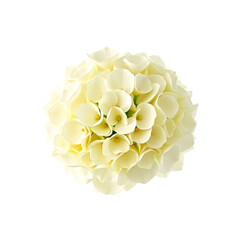 A close-up view of a beautiful arrangement of delicate white flowers against a black background.