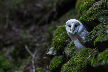 female barn owl (Tyto alba) in the natural landscape peeking out from the rocks