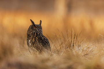 male Eurasian eagle-owl (Bubo bubo) in the natural landscape is beautifully located