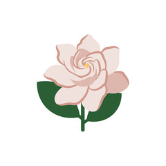 Colorful flat icon of gardenia with no white