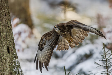 common buzzard (Buteo buteo) flight test in winter scenery