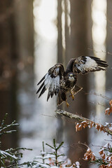 common buzzard (Buteo buteo) landing in winter natural landscape