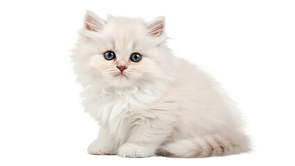 White Kitten PNG