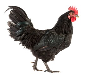 Fototapeta premium Red rooster and hen, farm birds isolated on a white background