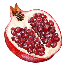 Pomegranate Slice, watercolor drawing vector, isolated on a white background.