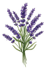 Obraz premium Adobe Illustrator Artwork