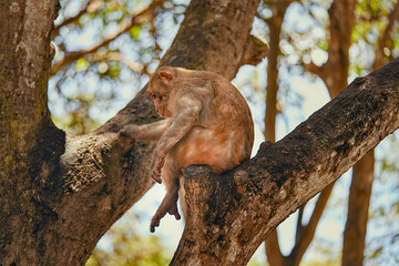 Obraz premium A monkey is comfortably sitting on a tree branch up high