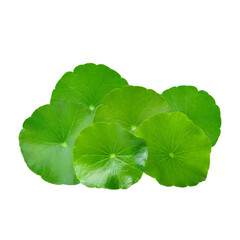 Fresh Green Gotu Kola Herb Leaves Isolated