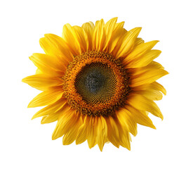 Fototapeta premium Bright sunflower bloom symbolizing summer warmth and joy