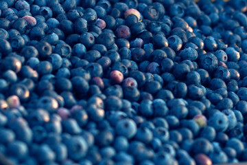 Freshly picked organic blueberries in fruit crates prepared for selling on a market.