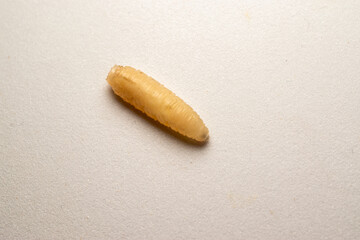 Fleshfly