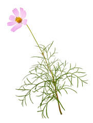 Pink cosmos flower and leaves isolated on white or transparent background