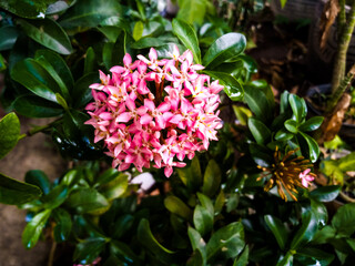 Jungle Geranium or Ixora flower, tropical plant.This one has red colour and also has sweet taste...