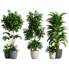 Beautiful Indoor Decorative Plant Modeled in High-Detail 3D, Perfect for Architectural Visualization.