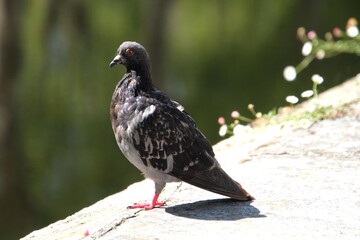Fototapeta premium ave pomba - Columba livia